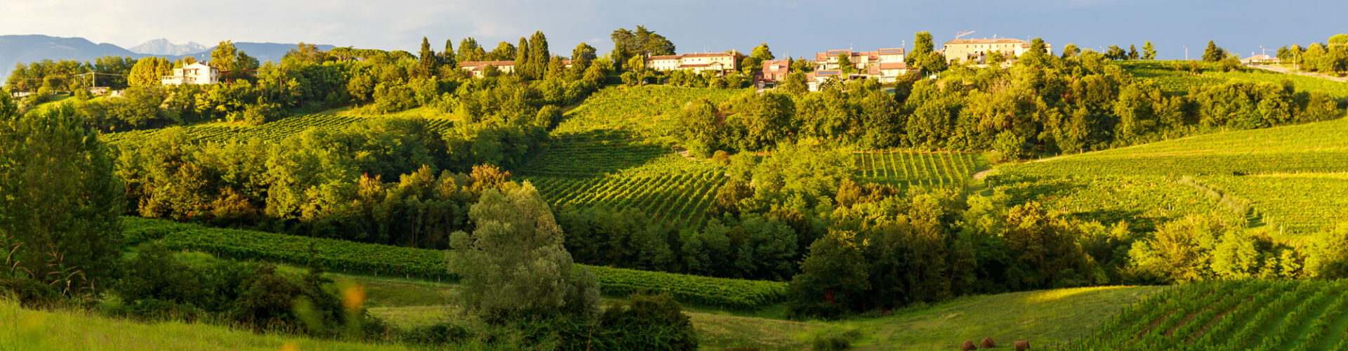 Colline del Prosecco Collalbrigo dove sono cresciuto