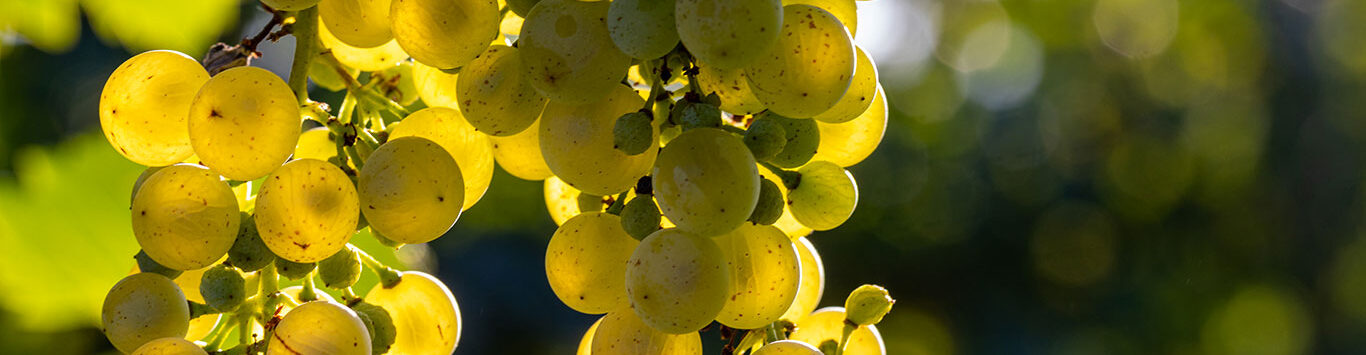 Robert Dalto Rappresentanza Vini Treviso